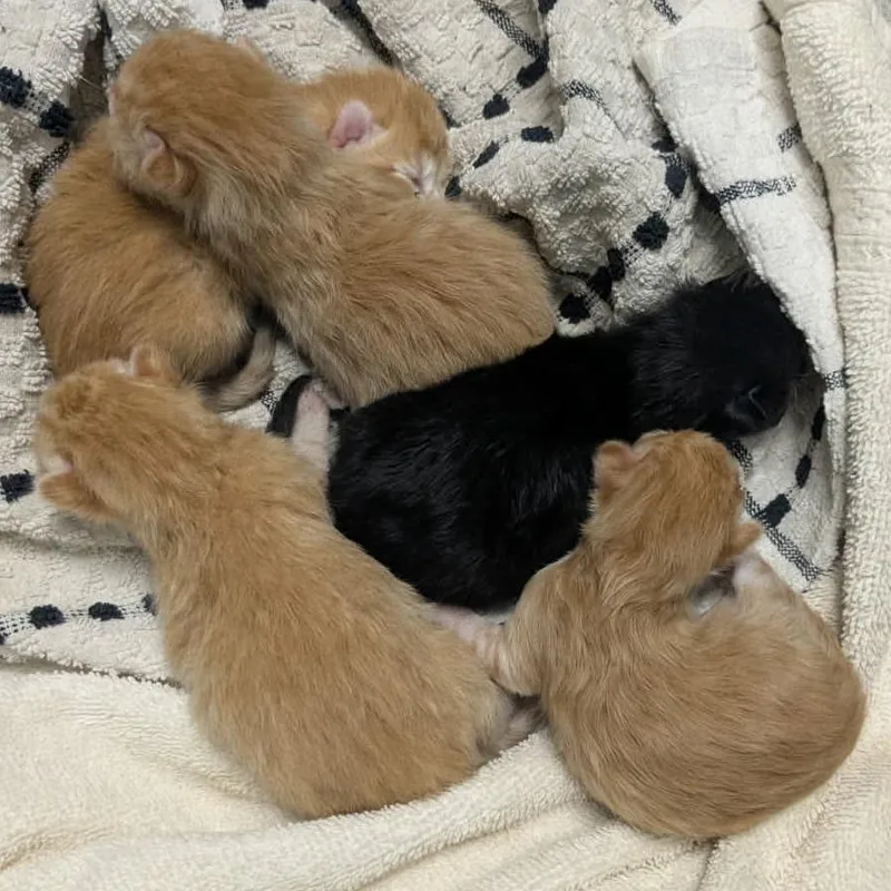 A baby small-sized male Orange / Red Domestic Short Hair cat named Groove for adoption in Chattanooga, TN