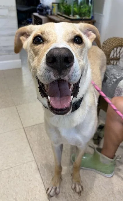 An adult large-sized male Apricot / Beige Labrador Retriever dog named Scooby for adoption in Key West, FL