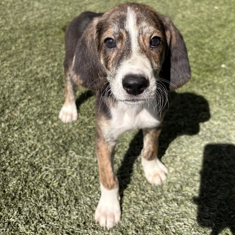 A baby medium-sized male Brown / Chocolate Coonhound dog named Bo for adoption in LOXAHATCHEE, FL