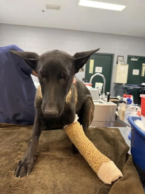 A young large-sized female Belgian Shepherd / Malinois dog named Quinn for adoption in Thousand Palms, CA