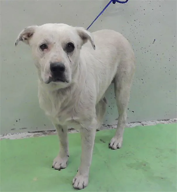 An adult large-sized male Staffordshire Bull Terrier dog named Stanley for adoption in Houston, TX