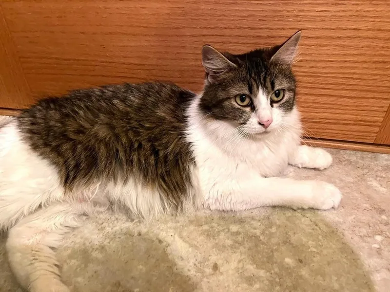 A young medium-sized female Gray / Blue / Silver Domestic Long Hair cat named Loretta for adoption in Dorr, MI