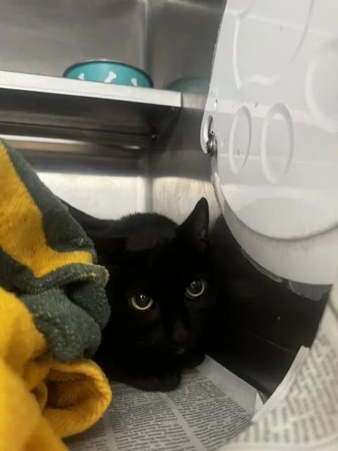 An adult medium-sized female Domestic Short Hair cat named Blitzen for adoption in Van Nuys, CA