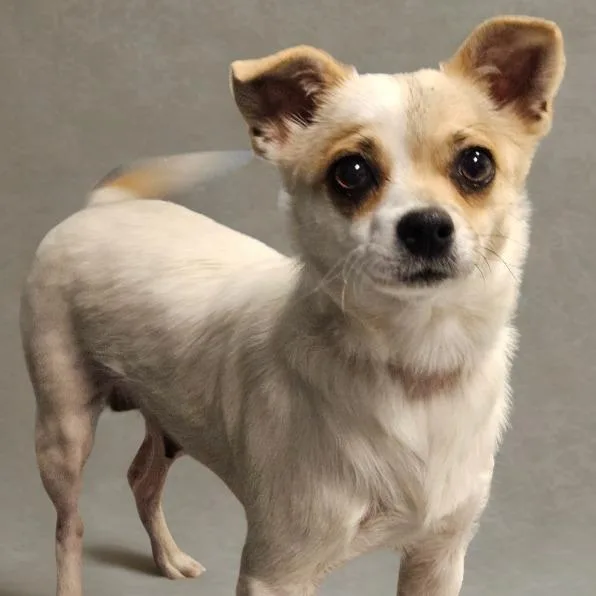 A young small-sized female Chihuahua dog named Buttercup for adoption in Barron, WI