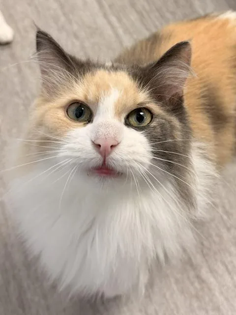A senior medium-sized female Gray & White Domestic Long Hair cat named Lady for adoption in Allegan, MI
