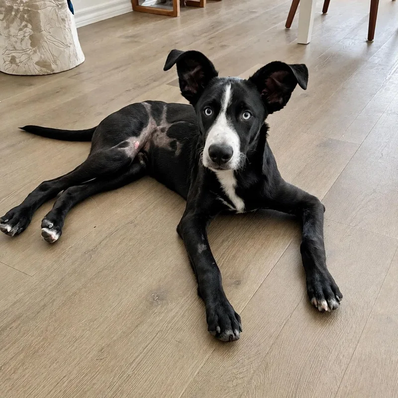 A young large-sized male Mixed Breed dog named Duncan for adoption in Colleyville, TX