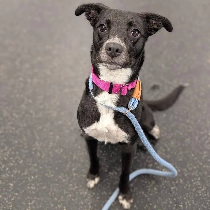 A young medium-sized female Mixed Breed dog named Ruby for adoption in West Olive, MI