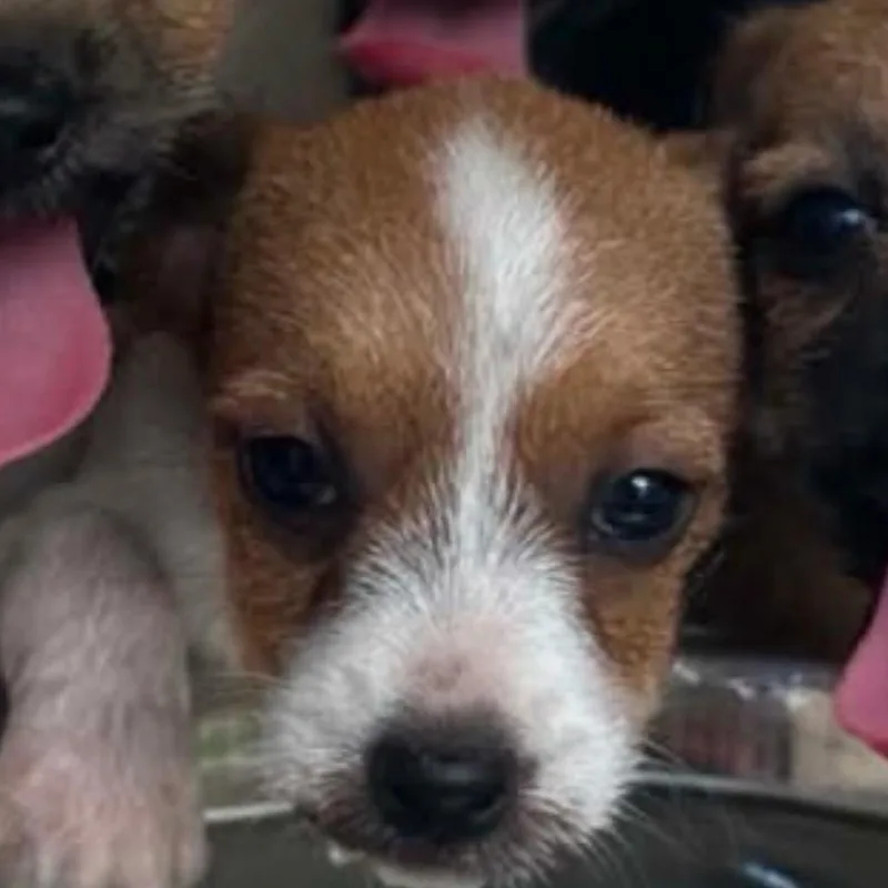 A baby small-sized female Brown / Chocolate Jack Russell Terrier dog named Tortellini for adoption in Baton Rouge, LA