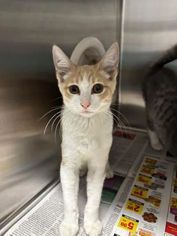 A baby small-sized male Domestic Short Hair cat named Theo for adoption in San Martin, CA