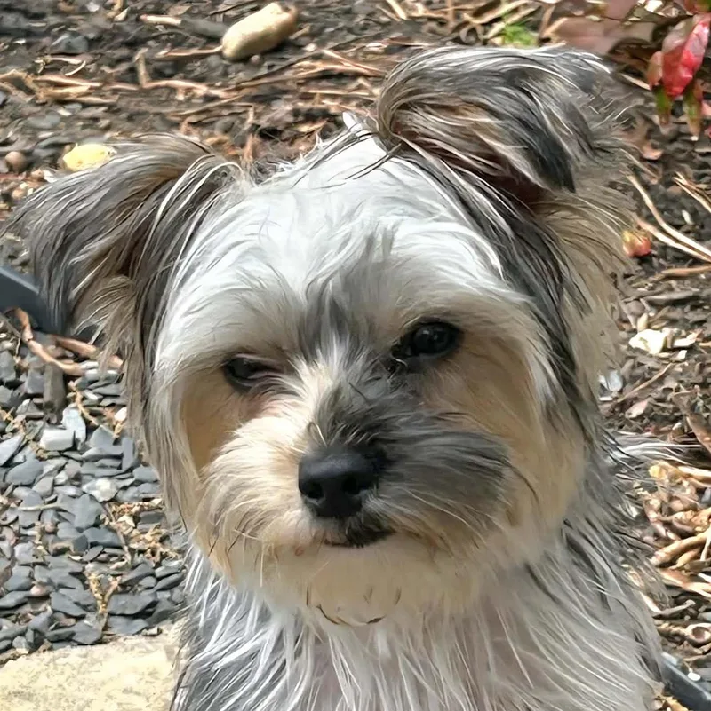 A baby small-sized male Yorkshire Terrier dog named Orly for adoption in Cumming, GA