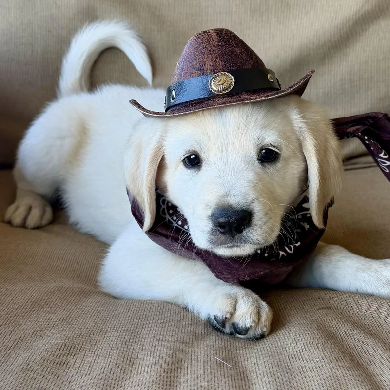 A baby large-sized male Great Pyrenees dog named Cash for adoption in Krum, TX