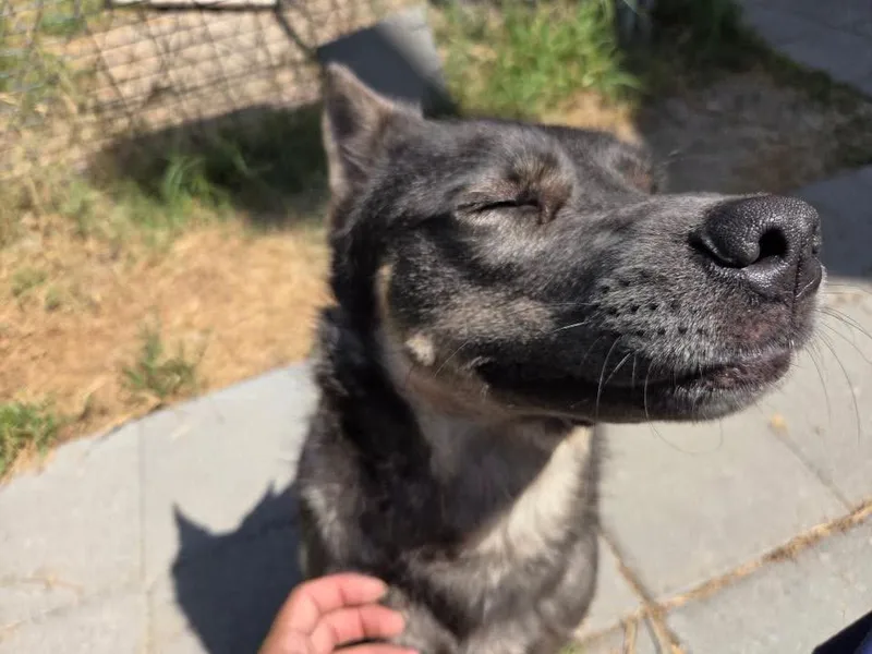 An adult medium-sized female Shepherd dog named Paige for adoption in Stillwater, OK