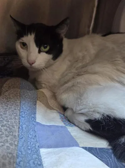 A baby medium-sized female White Domestic Medium Hair cat named Pickles for adoption in El Paso, TX