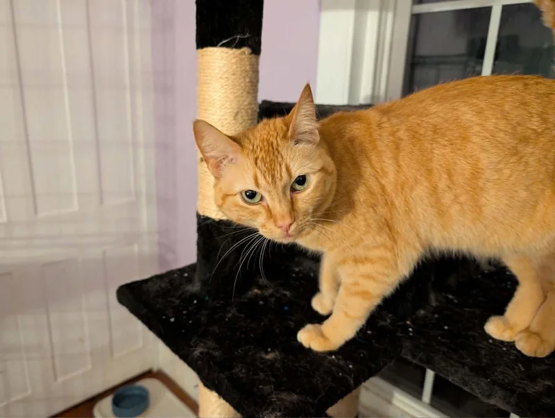 An adult medium-sized female Orange / Red Domestic Short Hair cat named Daisy for adoption in Stewartsville, NJ