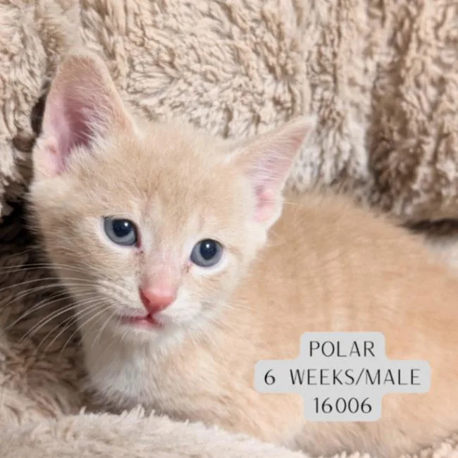 A young medium-sized male Tabby (Buff / Tan / Fawn) Domestic Short Hair cat named Polar for adoption in Supply, NC