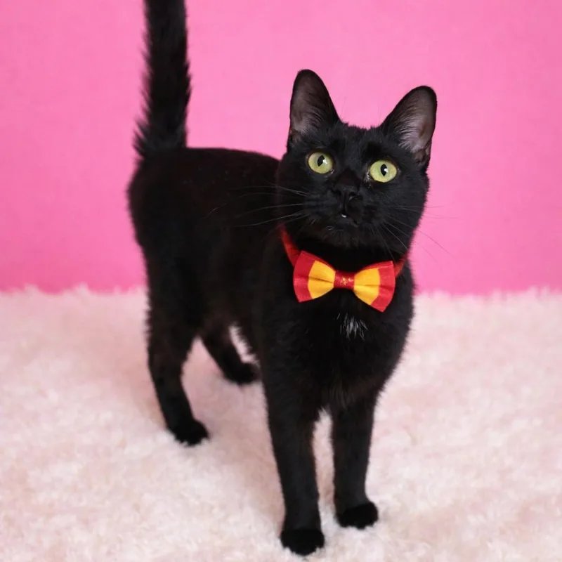 An adult medium-sized female Black Domestic Short Hair cat named Terence for adoption in Binghamton, NY