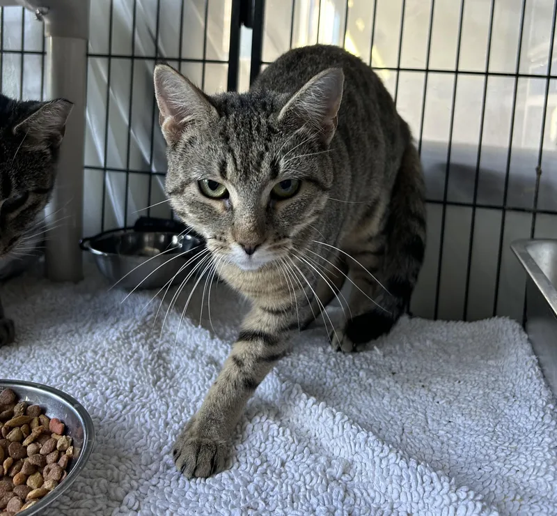 A young medium-sized female Brown / Chocolate Tabby cat named CeeCee for adoption in Lambertville, NJ