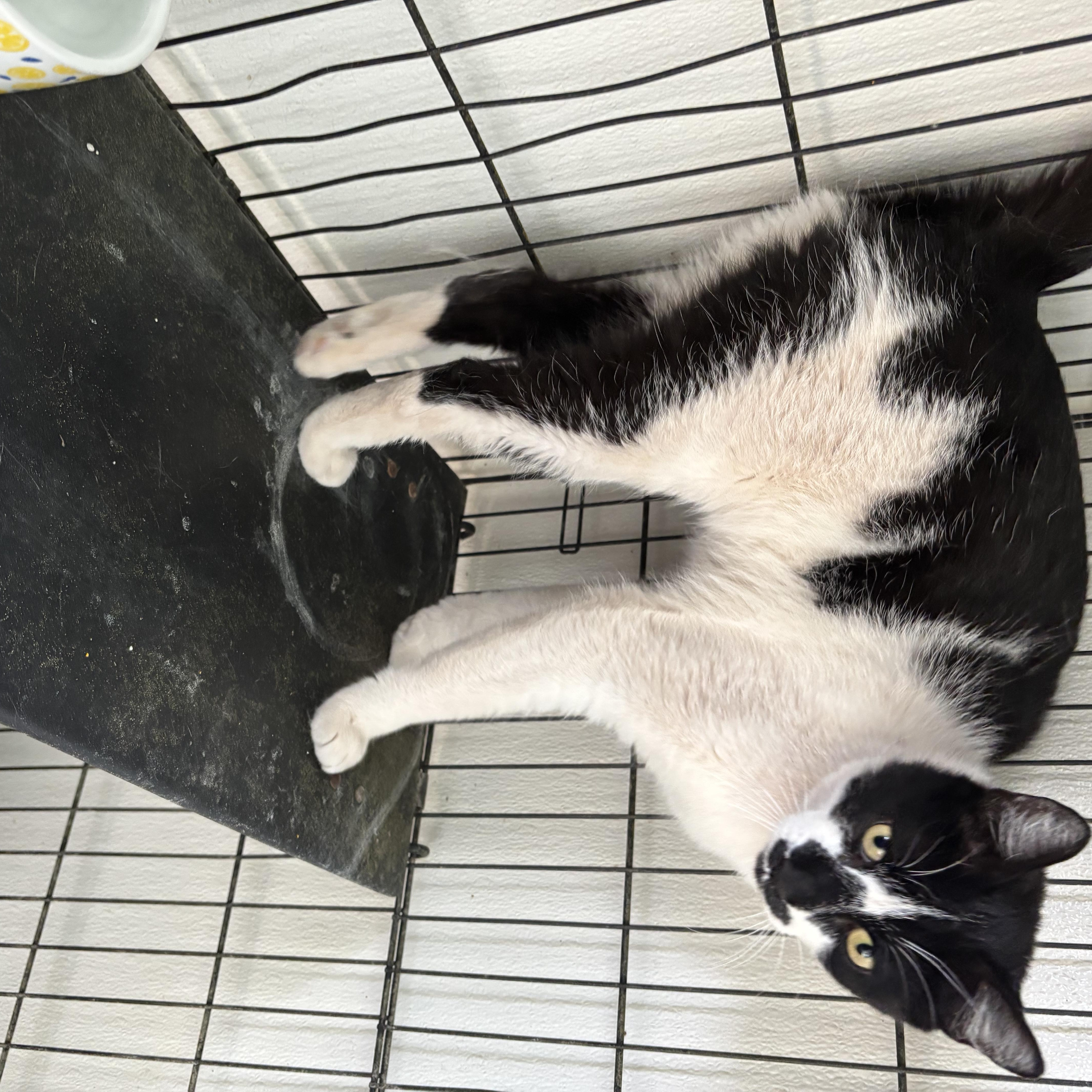 An adult small-sized male Black Domestic Medium Hair cat named Felina for adoption in Deming, NM