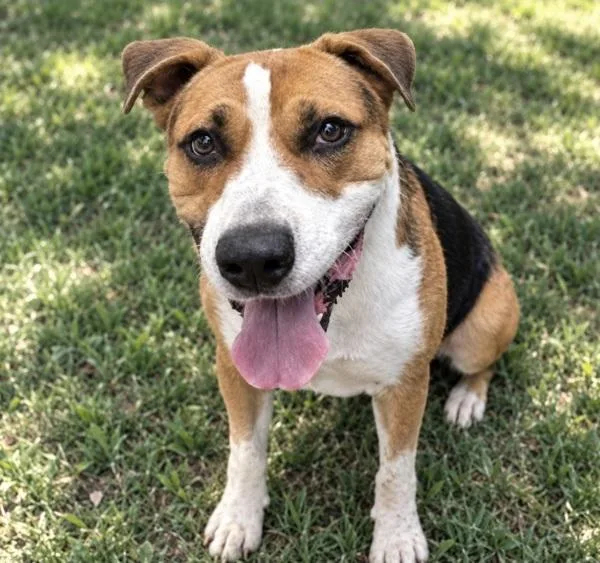 An adult extra large-sized male Pit Bull Terrier dog named Steven for adoption in Austin, TX