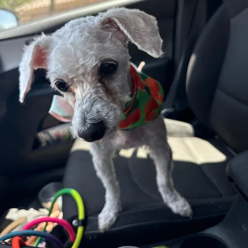 A senior small-sized male White / Cream Poodle dog named Sawyer for adoption in Casa Grande, AZ