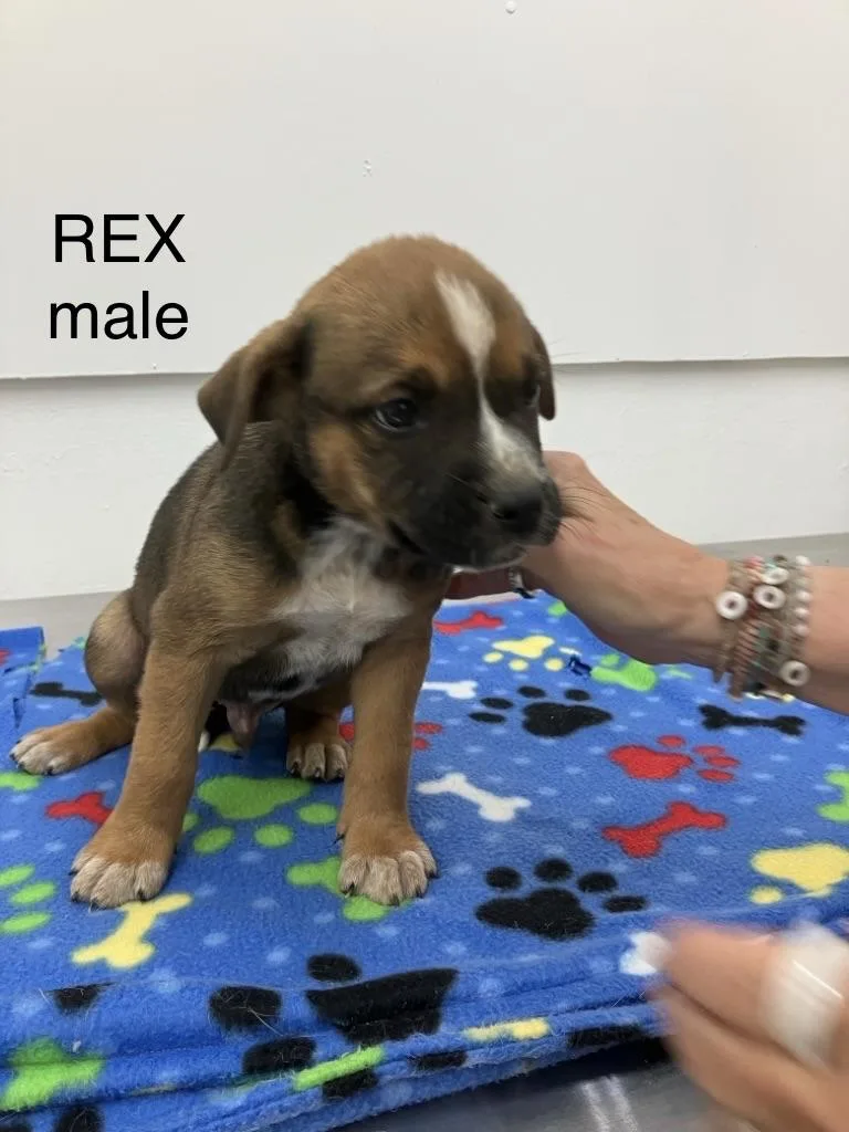 Rex