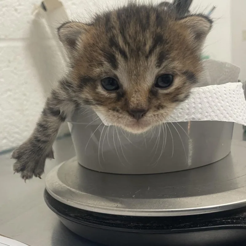 A baby small-sized male Brown / Chocolate Domestic Short Hair cat named Zoran Z for adoption in Edinburg, TX