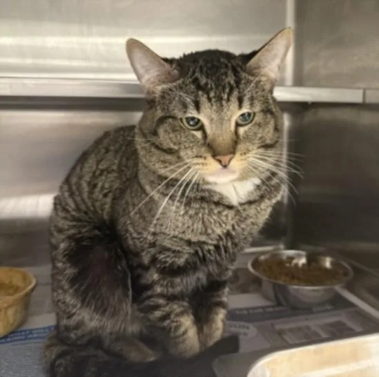 A young medium-sized male Domestic Short Hair cat named Haku for adoption in Chatsworth, CA