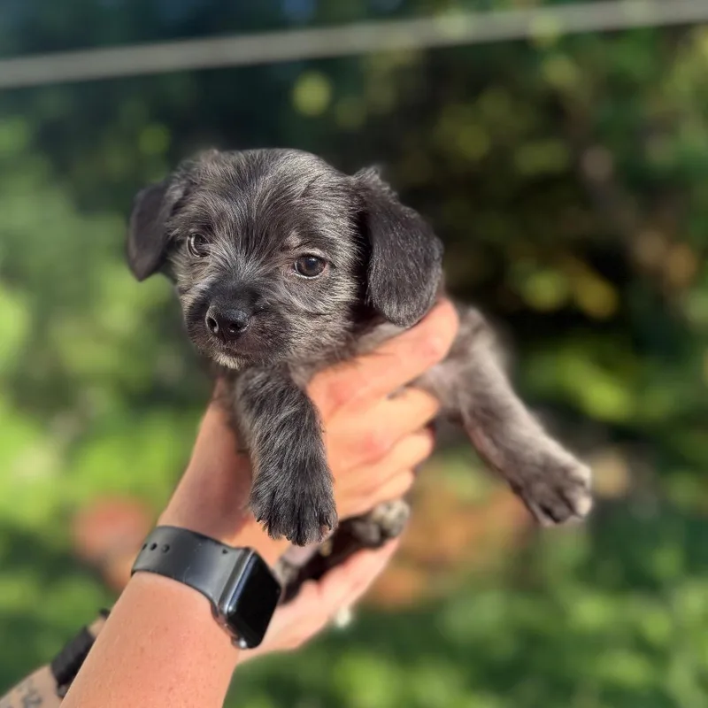 A baby small-sized male Black Terrier dog named Nick for adoption in Newberg, OR