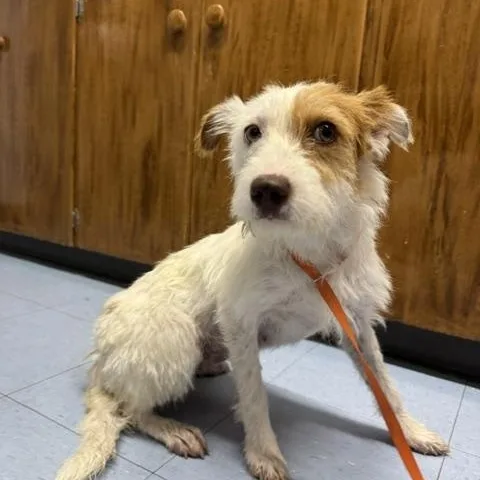 Pip