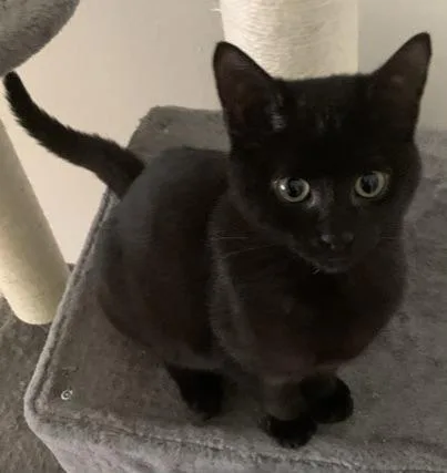 A young medium-sized male Black Domestic Short Hair cat named Havoc for adoption in San Andreas, CA