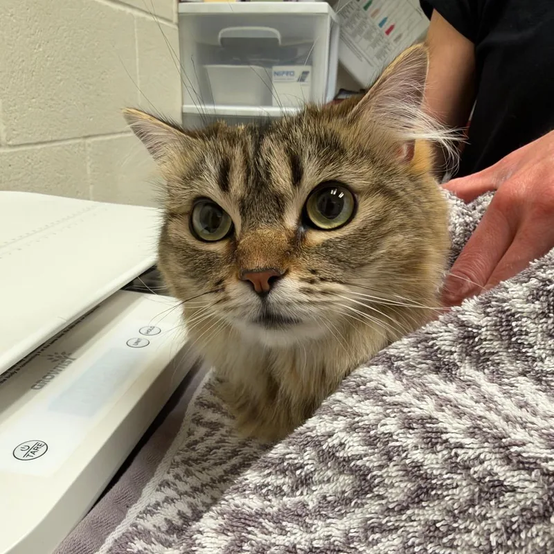 An adult large-sized female Domestic Medium Hair cat named Luna for adoption in Murray, UT