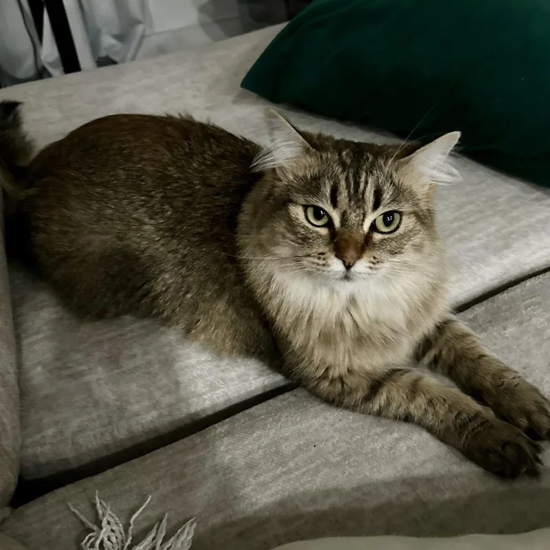 Luna thumbnail 4