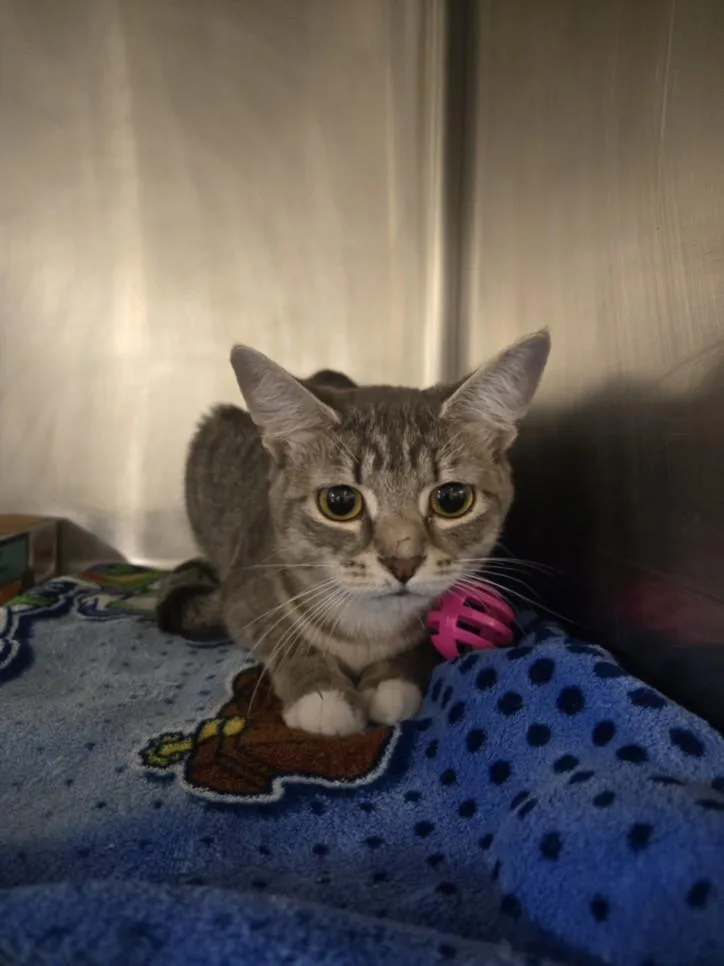 A young medium-sized female Domestic Short Hair cat named Caterina for adoption in Hagerstown, MD