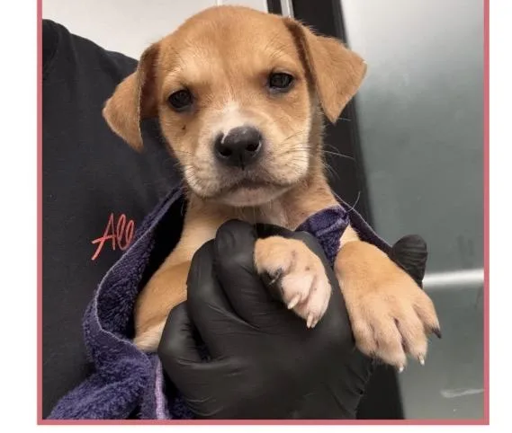 A baby medium-sized male Retriever dog named Jetty for adoption in Copiague, NY