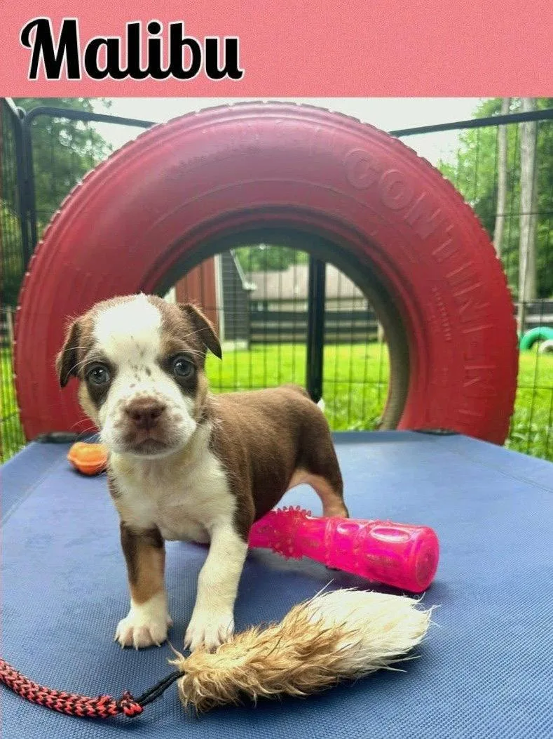 Whiskey Pups  Malibu