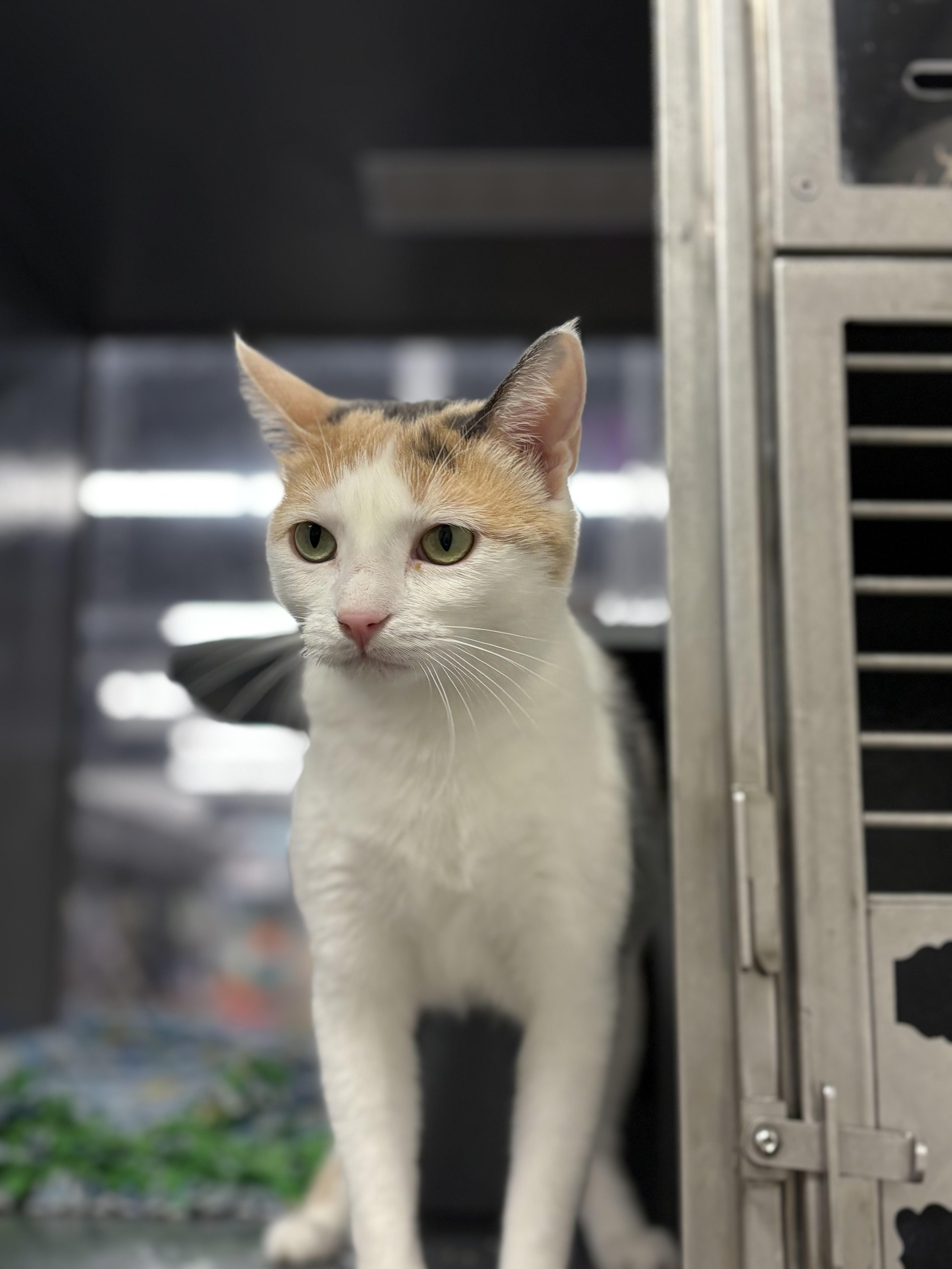 A young medium-sized female Dilute Calico cat named Koi for adoption in Zimmerman, MN