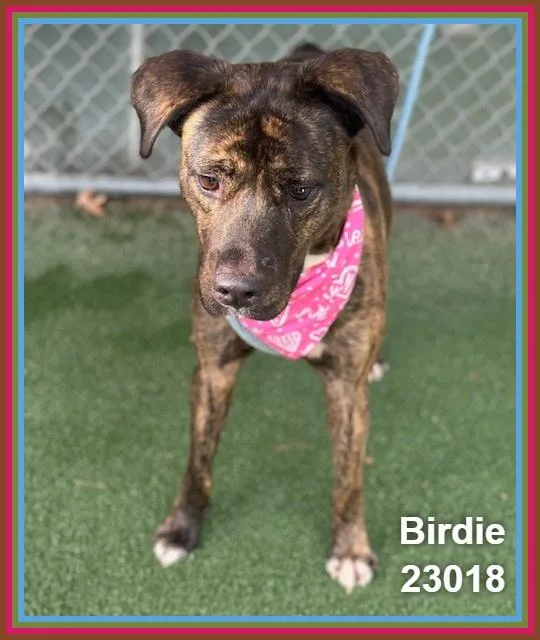 A young medium-sized female Plott Hound dog named Birdie for adoption in Marietta, GA