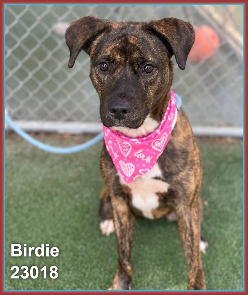 Birdie thumbnail 6