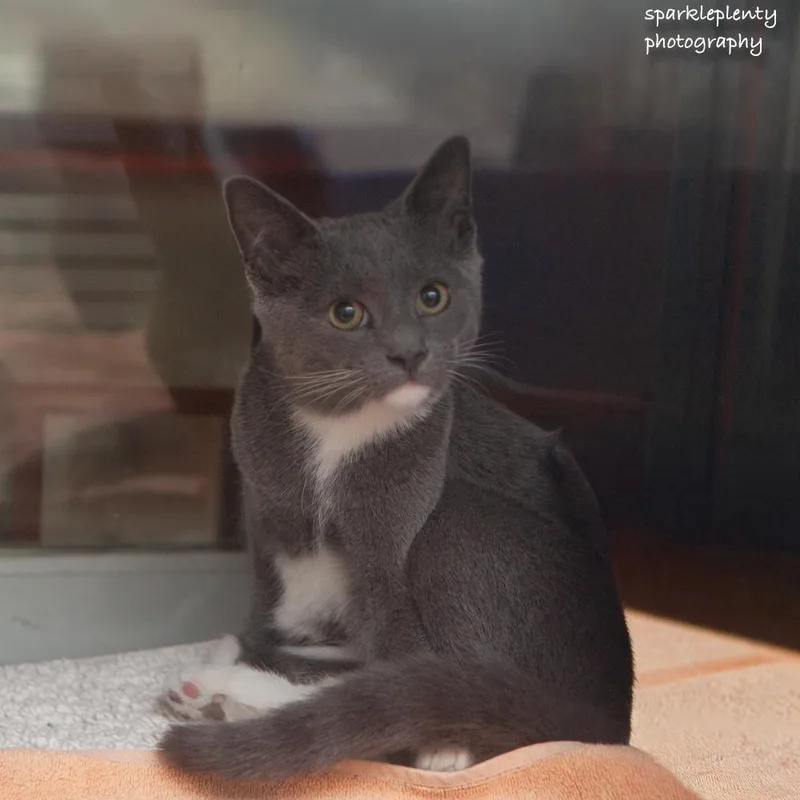 A baby medium-sized female Gray & White Domestic Short Hair cat named Cheese for adoption in Ridgefield, CT