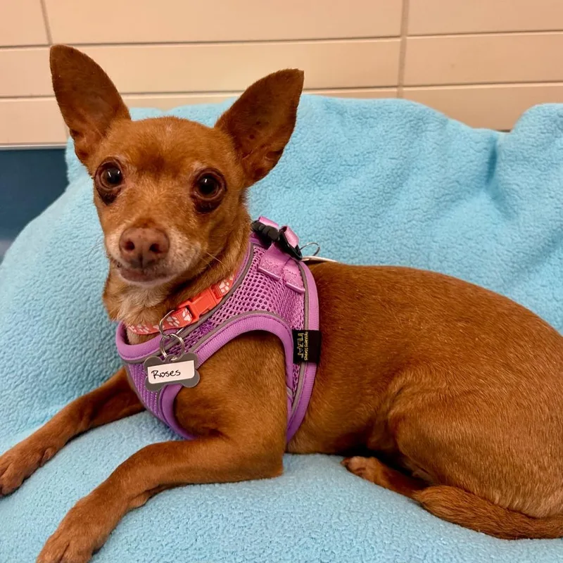 A senior small-sized female Red / Chestnut / Orange Miniature Pinscher dog named Roses for adoption in San Francisco, CA
