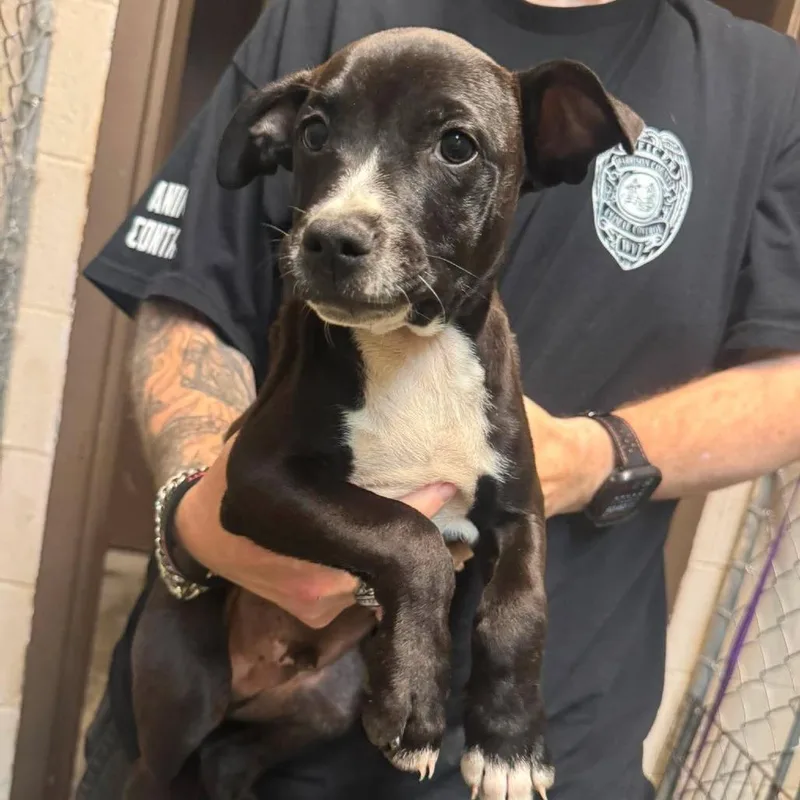 A baby small-sized male Black Pit Bull Terrier dog named Carter for adoption in Shinnston, WV