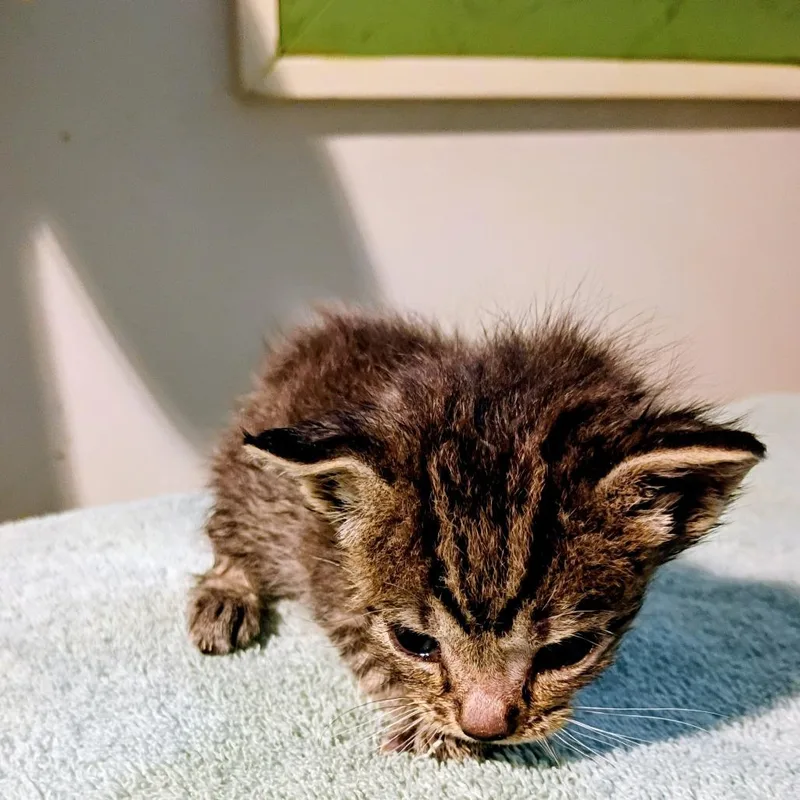 A baby small-sized female Brown / Chocolate Domestic Short Hair cat named Kiwi for adoption in Allentown, PA