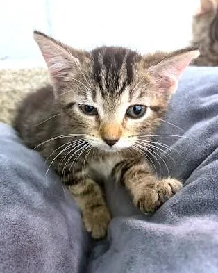 A baby small-sized female Domestic Short Hair cat named Suzie for adoption in Washington, DC