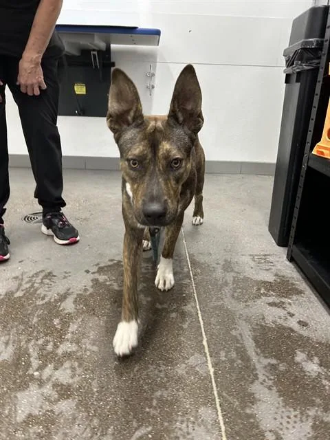 A young large-sized female Pit Bull Terrier dog named Guava for adoption in Mesa, AZ
