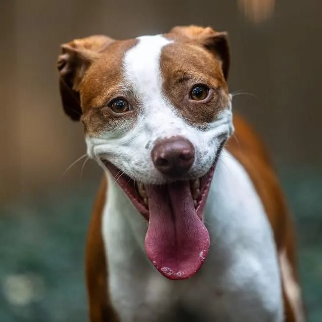 An adult medium-sized female Brown / Chocolate Mixed Breed dog named Papaya for adoption in Decatur, GA