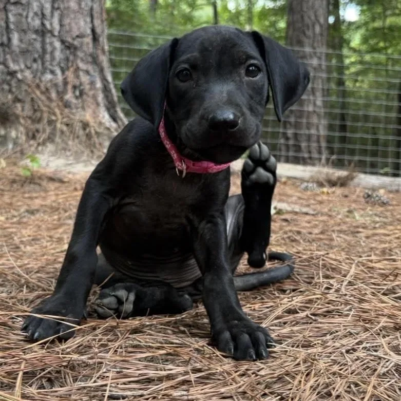 A baby medium-sized female Black Labrador Retriever dog named Clover for adoption in Cedarburg, WI