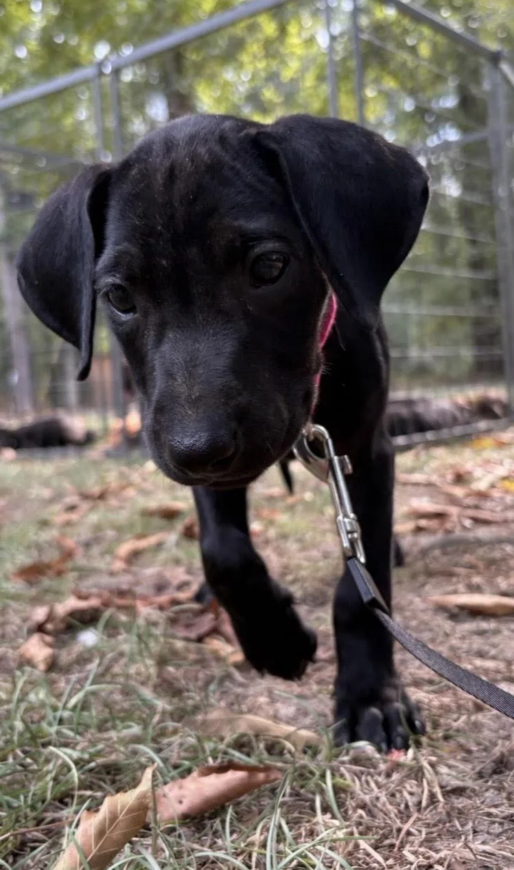 Clover thumbnail 5