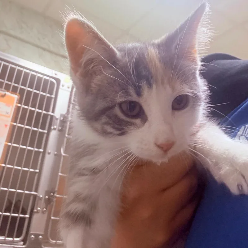 A baby small-sized female Domestic Short Hair cat named Joni for adoption in Utica, MI