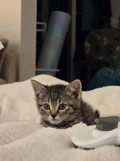 A baby small-sized female Domestic Short Hair cat named Andy for adoption in Hobart, IN