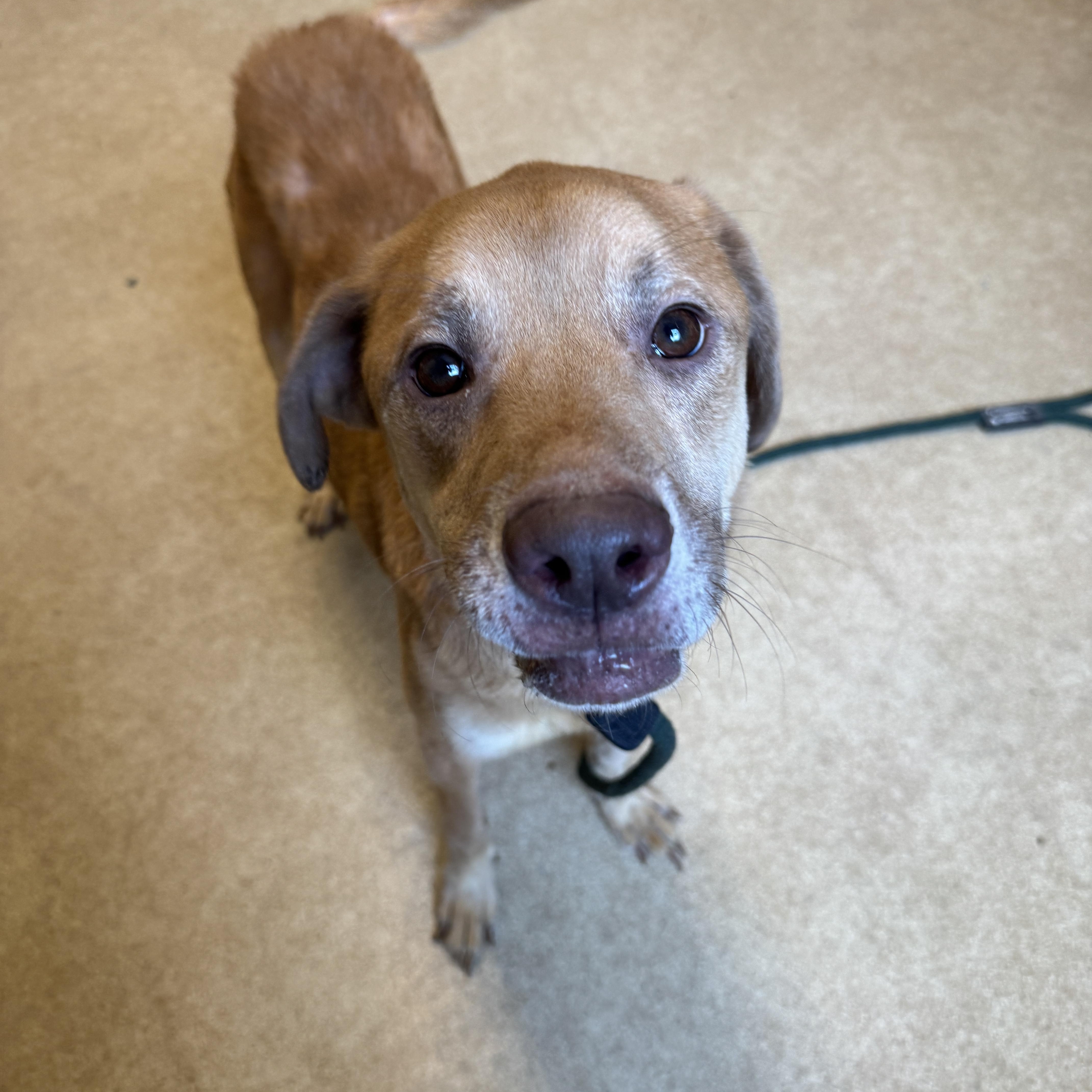 An adult medium-sized female Golden Labrador Retriever dog named Gemma for adoption in Philadelphia, PA
